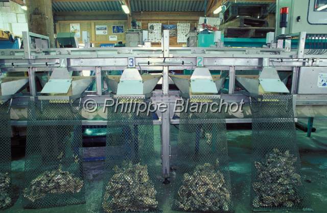 huitre oleron 20.JPG - Trieuse calibreuse automatique des huîtresFrance